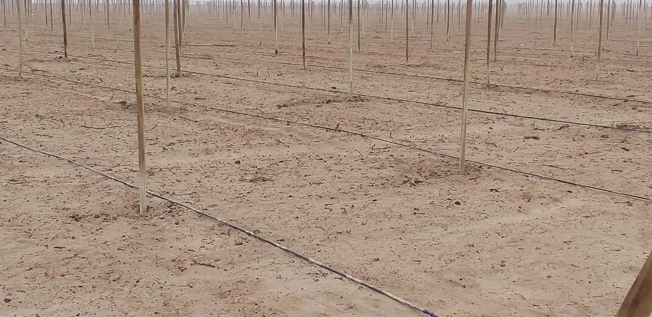 Parrón de postes de madera instalado en un campo agrícola de la costa peruana