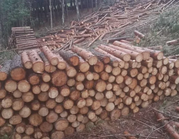 Rollizos de madera apilados recién cortados